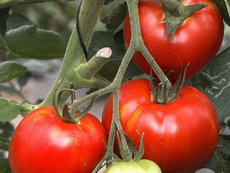 Tomates Saint Pierre bio