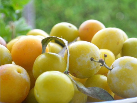 Prunes Reine Claude dorées bio