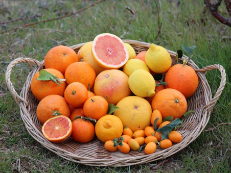 Panier d'agrumes de Sicile bio