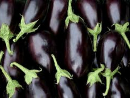 Aubergine bio