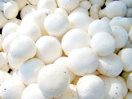 Champignon de Paris blanc bio