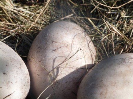 oeuf d'oie de la ferme