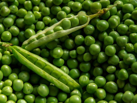 Petit pois bio