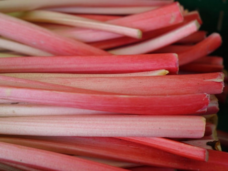 Rhubarbe bio