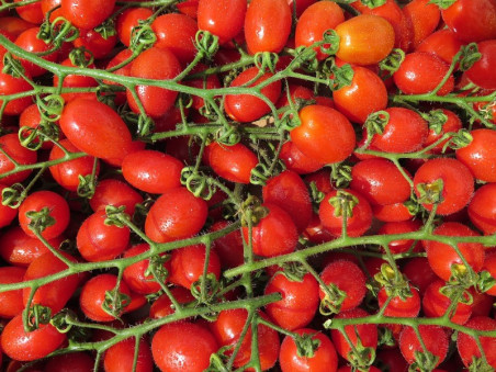 Tomates cerise bio