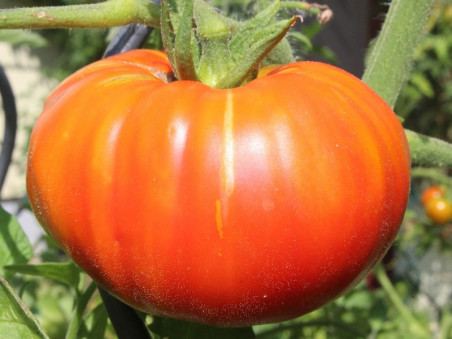 Tomates coeur de boeuf bio