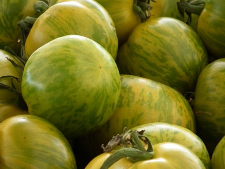 Tomates green zebra bio