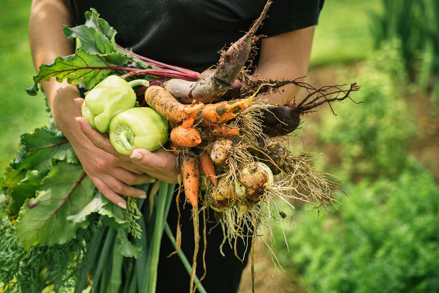 Notre jardin bio