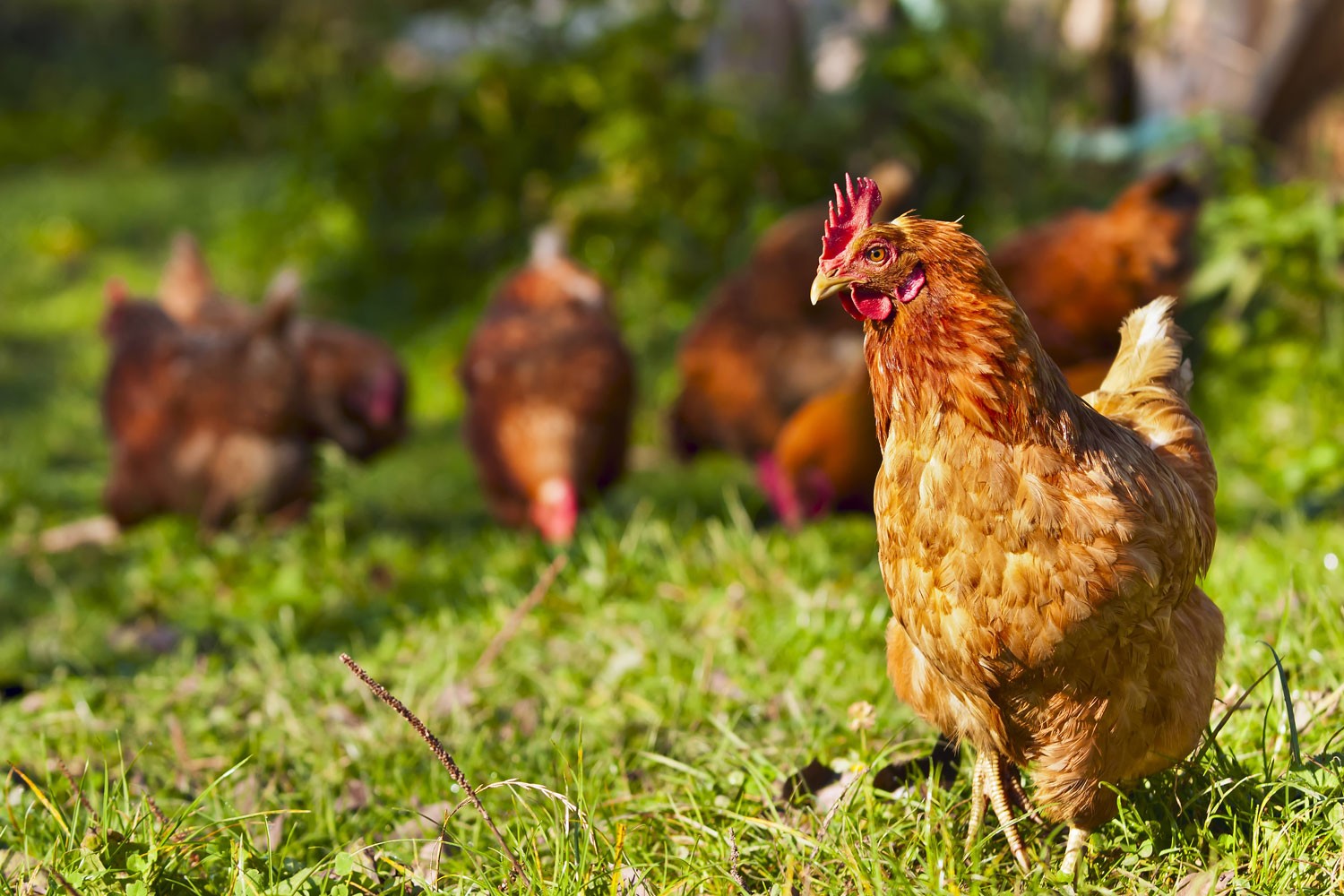 Nos poules pondeuses